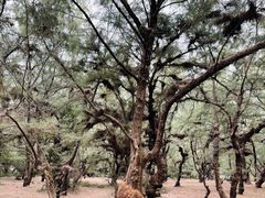 -北海金海湾红树林生态旅游区