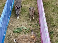 -杭州湾海上花田景区