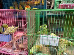 -园圃街雀鸟花园