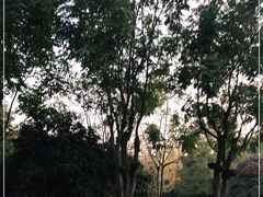 -辛亥革命博物院北区