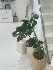 -安那般那皮肤年轻化ANAPANA