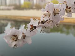 -桃花堤公园