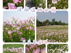 -洋湖国家湿地公园