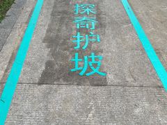-王借岗森林公园