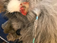 -志龙皇冠吃货椰子铺