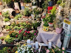 -循礼门鲜花花市(武汉循礼门店)