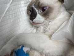 -纳吉亚猫专科动物诊疗中心(蒋宅口分院)