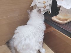 -滚猫咖啡·猫咖·猫友好撸猫(未来城店)