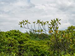 -东寨港红树林旅游区