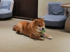 -逗柴咖啡屋·狗咖猫咖宠物桌游