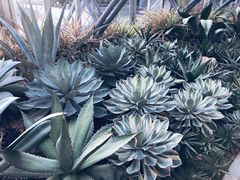 -深圳仙湖植物园-停车场