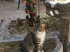 -喵屿·大理花园猫咖