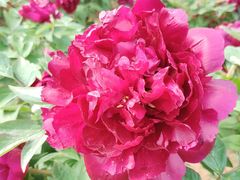 -羊亭河湿地公园