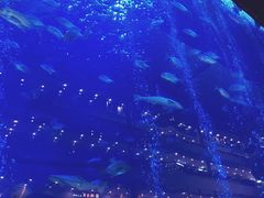 -成都浩海立方海洋公园