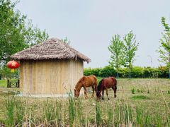 -泗洪洪泽湖湿地景区