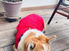 -肥朵食堂(带梦胡同店)