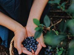 -金谷域澳洲庄园