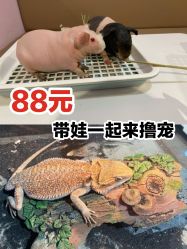 -Moni星球萌宠·小马宝莉·灵蛇·高端高阶全萌宠互动体验俱乐部(红豆国际广场店)