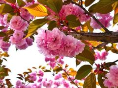 iphone_upload_pic-横山寺