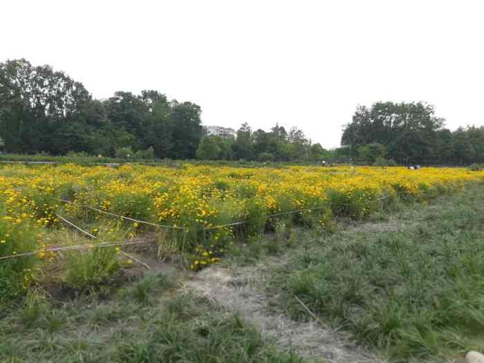 郫县古城遗址-"网红雏菊98花海,很美.去得晚了一点,但.
