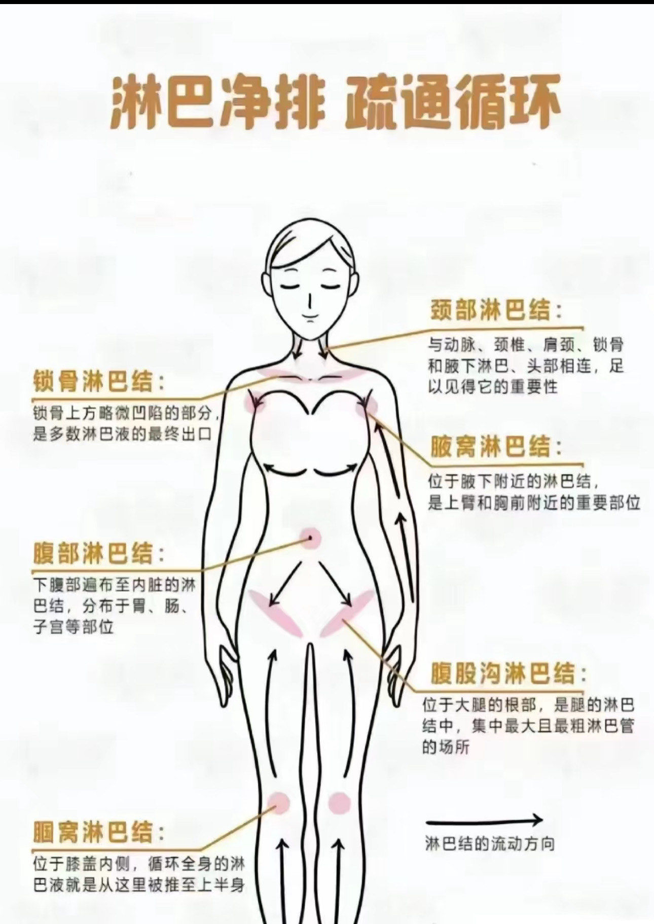 淋巴排毒的好处:
1,提升淋巴结的流动性