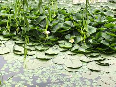 -长春市南湖公园