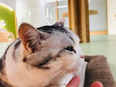 -猫和宫(六道口店)