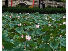 -荔湾湖公园