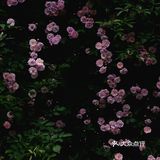 【杭州】运河&拱宸桥&小河直街