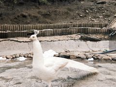 -栾川竹海野生动物园