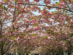 -高东镇樱花园