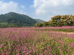-径山花海