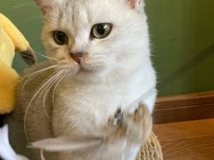 -柯斗斗主题餐厅·狗咖·围炉煮茶·茶饮(国瑞升平里店)