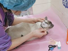 -北京观赏动物医院·24小时大型综合·猫专科·异宠专科