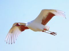 -盐城丹顶鹤湿地生态旅游区