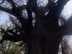 -大槐树寻根祭祖园