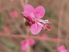 -瑶湖郊野森林公园