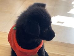 -艾贝尔宠物医院·狂犬免疫点(江山金象城店)
