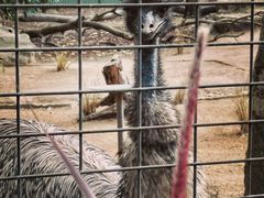 -费瑟代尔野生动物园