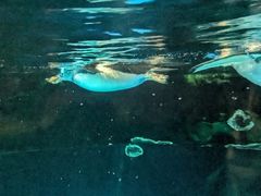 -香港海洋公园