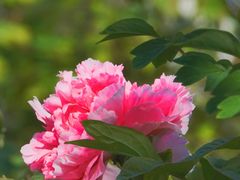-曹州百花园