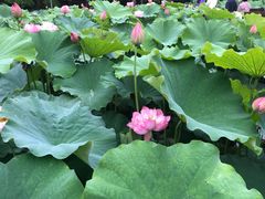 -陈家山荷花公园
