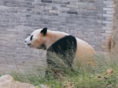 -都江堰中华大熊猫苑