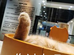 -藏猫猫咖啡主题馆(中央大道店)