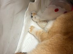 -宠福鑫动物医院(城北分院)