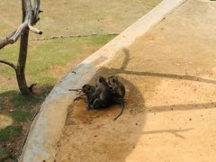 -西霞口神雕山野生动物世界