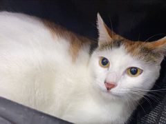 -瑞鹏宠物医院·爱宠堂(环西分院)