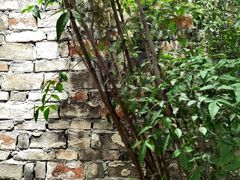 -茶理宜世(东方宝泰店)