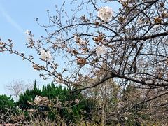 -嘉定紫藤园