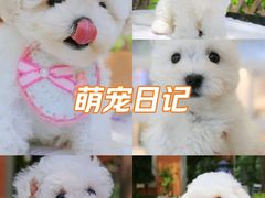 -翊宠yipet猫狗购宠庄园犬舍•猫舍